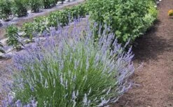 Provence French Lavender - 5 Pack Of Quart Pots -Cheap PLANTS Store Lavender Provence 1