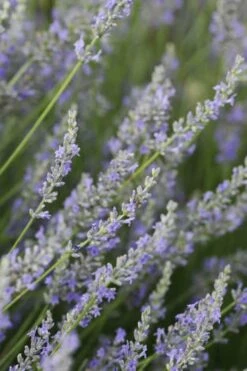 Provence French Lavender - 5 Pack Of Quart Pots -Cheap PLANTS Store Lavender Provence 3