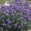 SuperBlue English Lavender - 1 Gallon Pot -Cheap PLANTS Store Lavender Super Blue 2