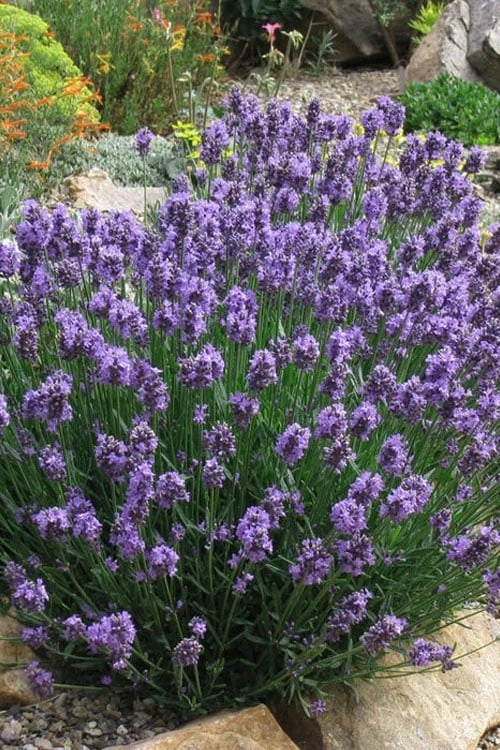 SuperBlue English Lavender - 1 Gallon Pot 3 SuperBlue English Lavender - 1 Gallon Pot