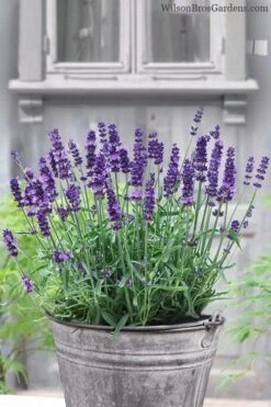SuperBlue English Lavender - 1 Gallon Pot 11 SuperBlue English Lavender - 1 Gallon Pot -Cheap PLANTS Store Lavender Superblue 12
