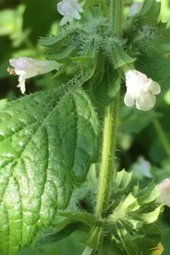 Lemon Balm Plant - 1 Gallon Pot -Cheap PLANTS Store Lemon Balm Plant 1
