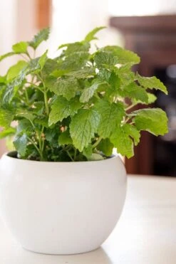 Lemon Balm Plant - 1 Gallon Pot -Cheap PLANTS Store Lemon Balm Plant 2