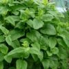 Lemon Balm Plant - 1 Gallon Pot -Cheap PLANTS Store Lemon Balm Plant 3