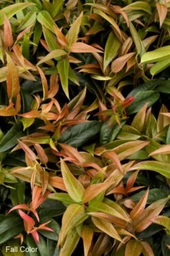 Scarletta Fetterbush - Leucothoe Fontanesiana 'Zeblid' - 3 Gallon Pot 11 Scarletta Fetterbush - Leucothoe Fontanesiana 'Zeblid' - 3 Gallon Pot -Cheap PLANTS Store Leucothoe Scarletta 2 1