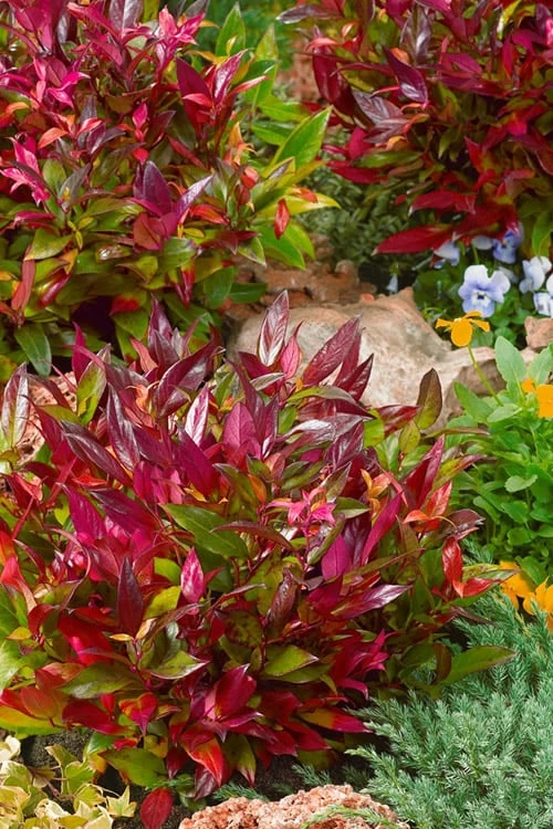 Scarletta Fetterbush - Leucothoe Fontanesiana 'Zeblid' - 3 Gallon Pot 8 Scarletta Fetterbush - Leucothoe Fontanesiana 'Zeblid' - 3 Gallon Pot - Image 6