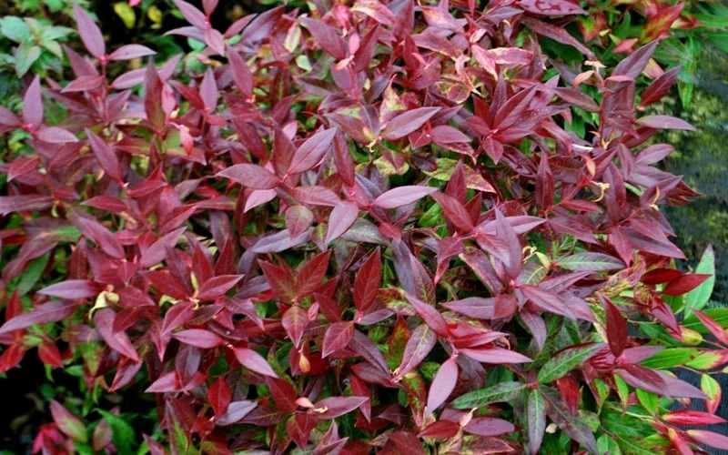 Scarletta Fetterbush - Leucothoe Fontanesiana 'Zeblid' - 3 Gallon Pot 7 Scarletta Fetterbush - Leucothoe Fontanesiana 'Zeblid' - 3 Gallon Pot - Image 5