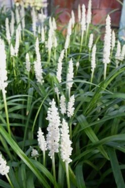 Monroe's White Liriope - Lilyturf - 10 Count Flat Of Pint Pots -Cheap PLANTS Store Liriope Monroes White 500x750 1