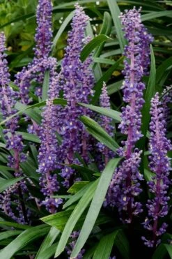 Royal Purple Liriope (Lilyturf) - 1 Gallon Pot -Cheap PLANTS Store Liriope Royal Purple 16