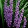 Royal Purple Liriope (Lilyturf) - 1 Gallon Pot -Cheap PLANTS Store Liriope Royal Purple 17