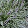 Silvery Sunproof Variegated Liriope - Lilyturf - 6 Pack Of 1 Gallon Pots -Cheap PLANTS Store Liriope Silvery Sunproof 13