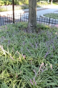 Variegated Liriope - Lilyturf - 36 Pack Of 3.5" Pint Pots -Cheap PLANTS Store Liriope Variegata 6 3