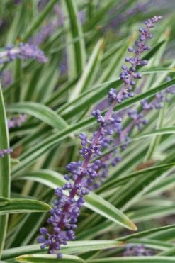 Variegated Liriope - Lilyturf - 36 Pack Of 3.5" Pint Pots -Cheap PLANTS Store Liriope Variegata 7 3