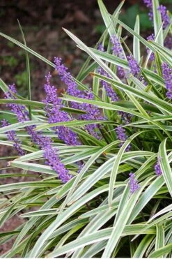 Variegated Liriope (Monkey Grass / Lilyturf) - 6 Pack Of 1 Gallon Pots -Cheap PLANTS Store Liriope Variegated 15