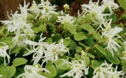 Emerald Snow Loropetalum (Chinese Fringeflower) - 3 Gallon Pot -Cheap PLANTS Store Loropetalum Emerald Snow 1 2