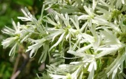 Emerald Snow Loropetalum (Chinese Fringeflower) - 3 Gallon Pot -Cheap PLANTS Store Loropetalum Emerald Snow 21 2