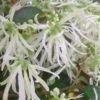 Emerald Snow Loropetalum (Chinese Fringeflower) - 1 Gallon Pot