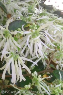 Emerald Snow Loropetalum (Chinese Fringeflower) - 3 Gallon Pot