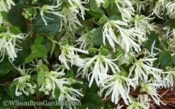 Emerald Snow Loropetalum (Chinese Fringeflower) - 1 Gallon Pot -Cheap PLANTS Store Loropetalum Emerald Snow 51 1