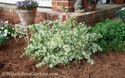 Emerald Snow Loropetalum (Chinese Fringeflower) - 2 Gallon Pot -Cheap PLANTS Store Loropetalum Emerald Snow 53