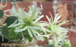 Emerald Snow Loropetalum (Chinese Fringeflower) - 3 Gallon Pot -Cheap PLANTS Store Loropetalum Emerald Snow 54 2