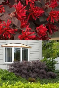 Ever Red Loropetalum (Chinese Fringeflower) - 2 Gallon Pot 12 Ever Red Loropetalum (Chinese Fringeflower) - 2 Gallon Pot -Cheap PLANTS Store Loropetalum Ever Red 2 500x750 2