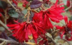 Ever Red Loropetalum (Chinese Fringeflower) - 3 Gallon Pot -Cheap PLANTS Store Loropetalum Ever Red Flower 2