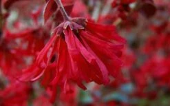 Ever Red Loropetalum (Chinese Fringeflower) - 3 Gallon Pot -Cheap PLANTS Store Loropetalum Ever Red Flowers 4