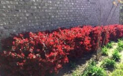 Ever Red Loropetalum (Chinese Fringeflower) - 2 Gallon Pot 13 Ever Red Loropetalum (Chinese Fringeflower) - 2 Gallon Pot -Cheap PLANTS Store Loropetalum Ever Red Hedge 1