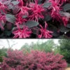 Plum Delight Loropetalum - Chinese Fringeflower - 3 Gallon Pot -Cheap PLANTS Store Loropetalum Plum Delight Rev 500x750 1