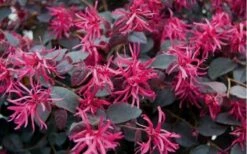 Plum Delight Loropetalum - Chinese Fringeflower - 3 Gallon Pot -Cheap PLANTS Store Loropetalum Plum Flowers
