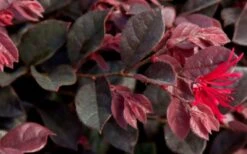 Purple Daydream Dwarf Loropetalum - 3 Gallon Pot -Cheap PLANTS Store Loropetalum Purple Daydream 2 2