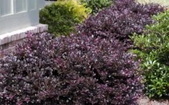 Purple Daydream Dwarf Loropetalum - 2 Gallon Pot -Cheap PLANTS Store Loropetalum Purple Daydream 20