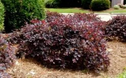 Purple Daydream Dwarf Loropetalum - 3 Gallon Pot -Cheap PLANTS Store Loropetalum Purple Daydream 4 2