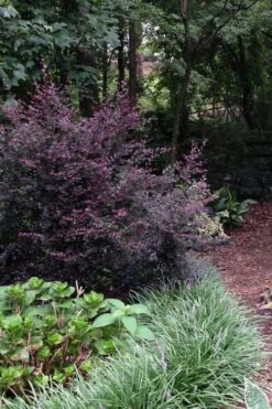 Purple Diamond Loropetalum - 3 Gallon Pot 10 Purple Diamond Loropetalum - 3 Gallon Pot -Cheap PLANTS Store Loropetalum Purple Diamond 20