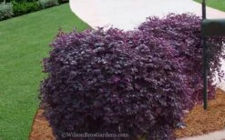 Purple Diamond Loropetalum - 1 Gallon Pot -Cheap PLANTS Store Loropetalum Purple Diamond 21 2