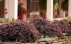 Purple Pixie Loropetalum - 1 Gallon Pot -Cheap PLANTS Store Loropetalum Purple Pixie 102 1