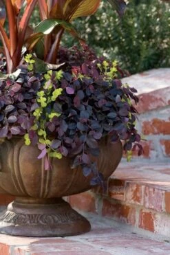 Purple Pixie Loropetalum - 2 Gallon Pot -Cheap PLANTS Store Loropetalum Purple Pixie 104