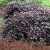 Purple Pixie Loropetalum - 1 Gallon Pot 2 Purple Pixie Loropetalum - 1 Gallon Pot -Cheap PLANTS Store Loropetalum Purple Pixie 105 1
