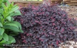 Purple Pixie Loropetalum - 2 Gallon Pot -Cheap PLANTS Store Loropetalum Purple Pixie 12