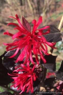 Red Diamond Loropetalum - 3 Gallon Pot