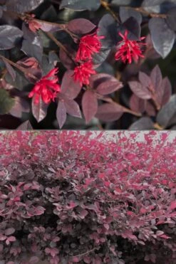 Red Diamond Loropetalum - 3 Gallon Pot -Cheap PLANTS Store Loropetalum Red Diamond 500x750 1