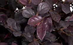 Red Diamond Loropetalum - 7 Gallon Pot -Cheap PLANTS Store LoropetalumRedDiamond 3 1