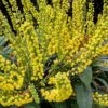 Marvel Mahonia - 3 Gallon Pot