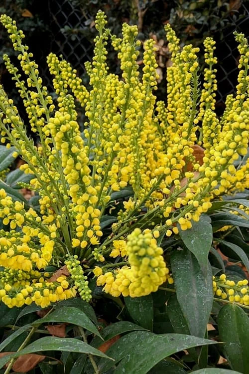 Marvel Mahonia - 3 Gallon Pot 3 Marvel Mahonia - 3 Gallon Pot