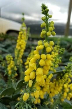Marvel Mahonia - 3 Gallon Pot 14 Marvel Mahonia - 3 Gallon Pot -Cheap PLANTS Store Mahonia Marvel 11