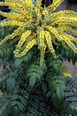 Marvel Mahonia - 3 Gallon Pot 13 Marvel Mahonia - 3 Gallon Pot -Cheap PLANTS Store Mahonia Marvel 500x750 1