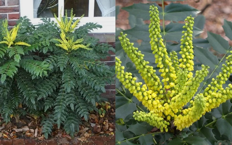 Marvel Mahonia - 3 Gallon Pot 9 Marvel Mahonia - 3 Gallon Pot - Image 7