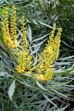 Soft Caress Mahonia - 2 Gallon Pot -Cheap PLANTS Store Mahonia Soft Caress 10 1