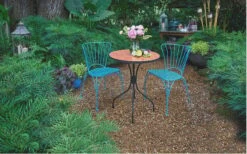 Soft Caress Mahonia - 2 Gallon Pot -Cheap PLANTS Store Mahonia Soft Caress 13 1